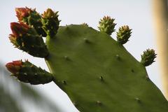 Opuntia elatior